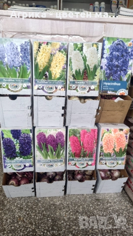 РОЗИ корени НОВО ЗАРЕЖДАНЕ от лицензиран разсадник , снимка 4 - Градински цветя и растения - 42675882