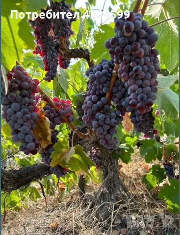 Продавам грозде🍇 Памид, снимка 2 - Домашни продукти - 55685161