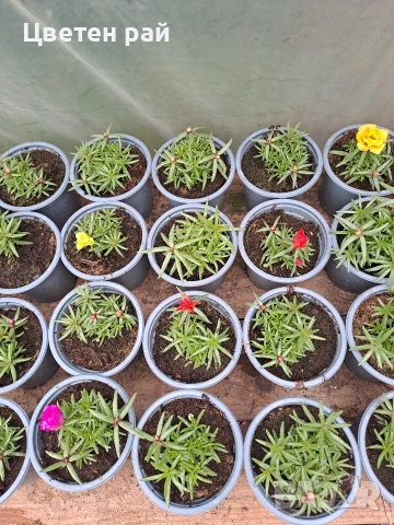 Кичесто калдаръмче , снимка 3 - Градински цветя и растения - 54365045