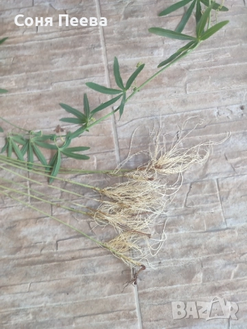 Пасифлора в контейнер, снимка 4 - Градински цветя и растения - 51752208