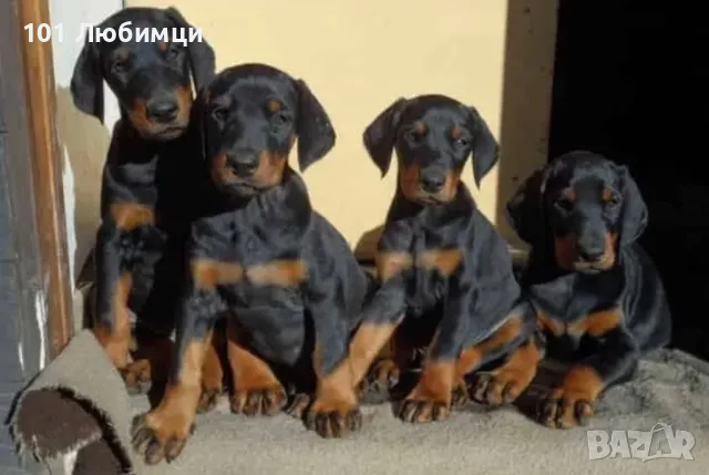 Добермани с родословие, снимка 12 - Доберман - 47454858