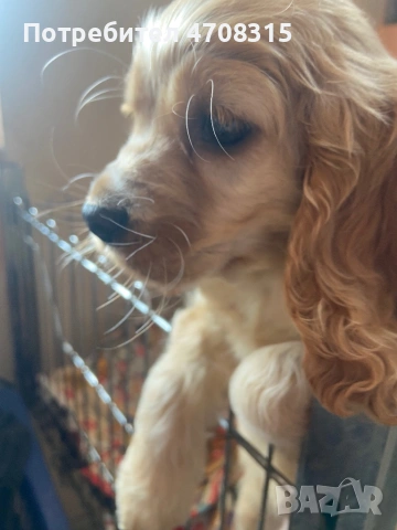 Кокер шпаньол момче карамел ваксина