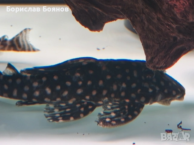 pleco, снимка 3 - Рибки - 54176529