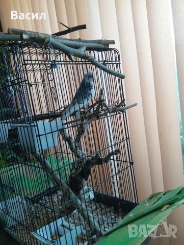 продавам мъжка корела, снимка 6 - Папагали - 51025524