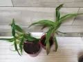 Продавам ароматна кализия , снимка 2