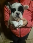 френски булдочета, снимка 4