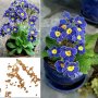 100 бр редки семена от цвете цветя синя вечерна иглика лесни за засаждане в градината градински деко, снимка 10