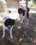 Продавам малки овчарски кученца, снимка 5