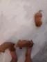 Tyi Mini Pydel Sladyri, снимка 12