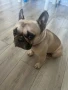 Френски булдог за разплод, снимка 2