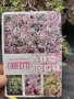 Абелия/ Abelia x grandiflora 'Confetti', снимка 5