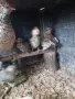 продавам патета и пиленца джинка, снимка 3