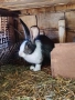 Продавам зайци, домашни, ваксинирани., снимка 3