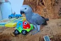 Ръчно хранен папагал Жако / бебе, снимка 1
