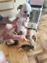 продава кученца, чихуахуа , снимка 1