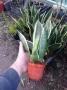 Сансевиера, снимка 3