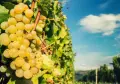 Грозде Мускат от производител, снимка 1