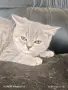 шотлански котенца, снимка 3