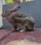 белгийски великани и други , снимка 6