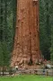 Нови качествени 15 семена от гигантска секвоя мамутово дърво sequoiadendron giganteum за декорация, снимка 2