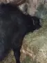 мъжкоо биволче на 5 месеца , снимка 2