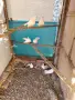 Продавам старазагорски бели гълъби , снимка 3
