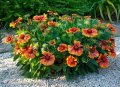 Продавам цветя Гайлардия – разсад за пролетно засаждане в градината, различни цветове, снимка 5