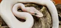 Кралски питони (Python Regius) , снимка 5