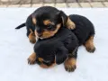 ***  Йорки  ***, снимка 3