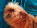 Померан Бо, снимка 7