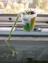 Кактус змийче, снимка 1 - Градински цветя и растения - 33746942