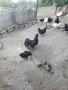 Петел черен австрилоп., снимка 1