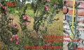 Градински студоустойчиви кактуси, снимка 12