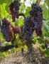 Продавам грозде🍇 Памид, снимка 2