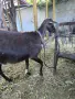   продавам млечна коза , снимка 1