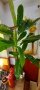 Изкуствена палма, снимка 1 - Изкуствени цветя - 44337981