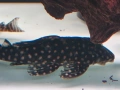 pleco, снимка 3