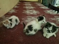 Подарявам малки котки, снимка 4
