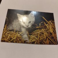 Пощенски картички котки чисти, снимка 12 - Филателия - 40420766