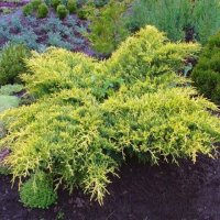 Хвойна Старо Злато, Juniperus Old Gold, снимка 3 - Градински цветя и растения - 39205397
