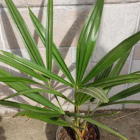 Студоустойчива палма Трахикарпус (Trachycarpus), снимка 1 - Градински цветя и растения - 44574341