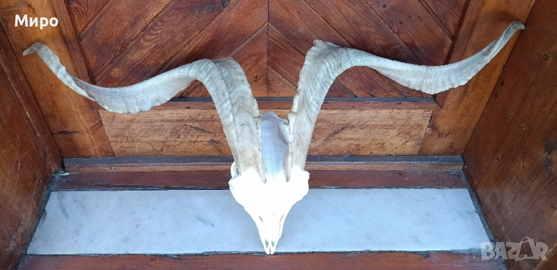 Череп от пръч. Козел, снимка 1