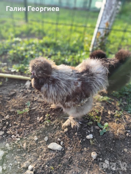 Продавам или заменям качествено петле копринка, снимка 1