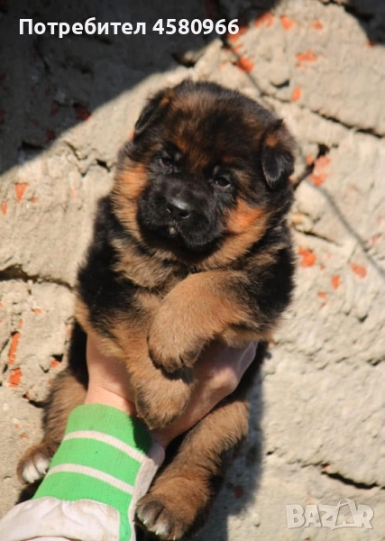 Елитни Немски Овчарки , снимка 1