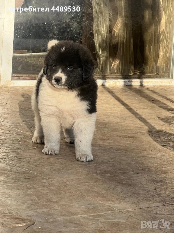 Сертифициран Развъдник продава българско овчарско куче / каракачанка, снимка 1