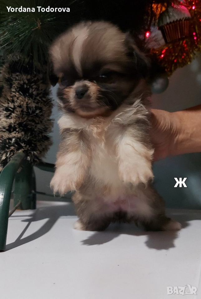 Продавам кучета Пекинез! 🐶, снимка 1