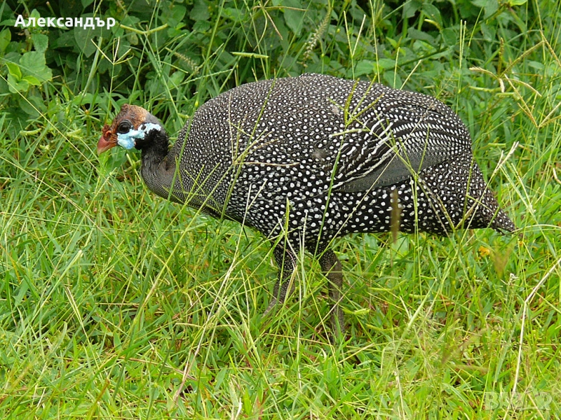 Токачки, снимка 1