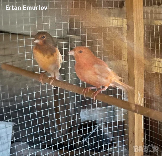 Канари Орфей и цветни 2025г., снимка 1