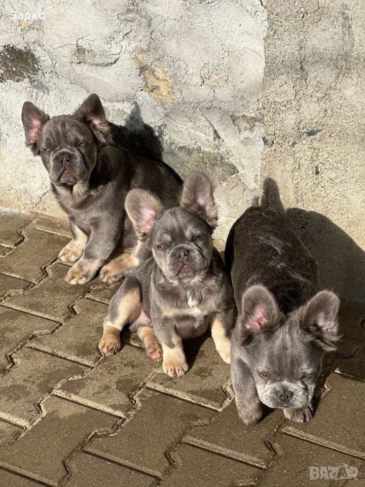 Френски булдог, снимка 1