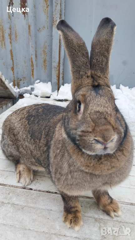 Продавам зайка, снимка 1